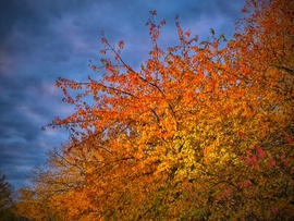 Felhőpaplan és rikító őszi levélvarázs
