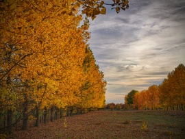 Őszi fasorhoz érkezve