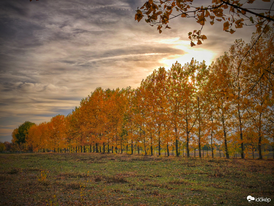 Aranyozott fák a novemberi napsütésben