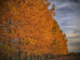 Őszi színvarázs november elején