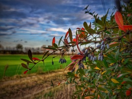 Borbolya az őszi határon