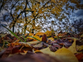 Őszi színvarázs végső állomásáról felpillantva