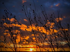 Ágaskodók naplemente idején