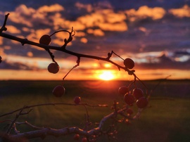 Bogyós novemberi naplemente