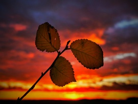 A szerencsés hármas