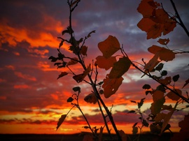 Novemberi levélvarázs naplemente idején