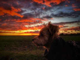 Mazsola is részese volt az alkonyati csodának