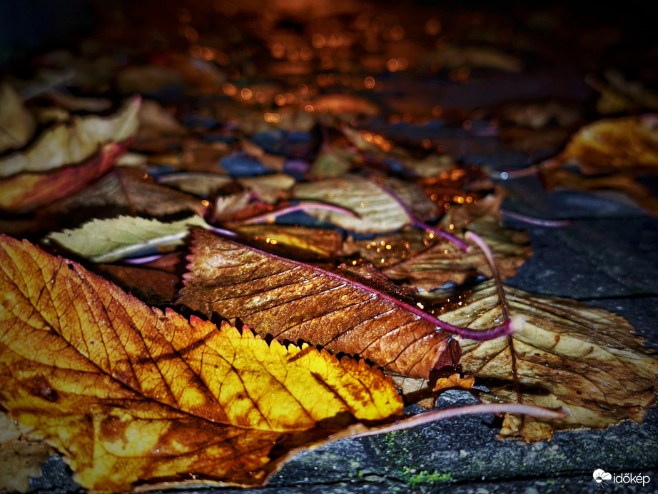 Levelek egy nyirkos, esős novemberi estén