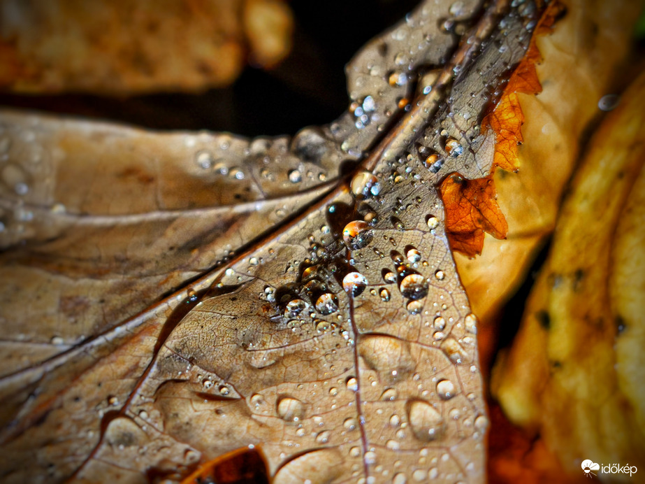 Kincsek egy novemberi estén