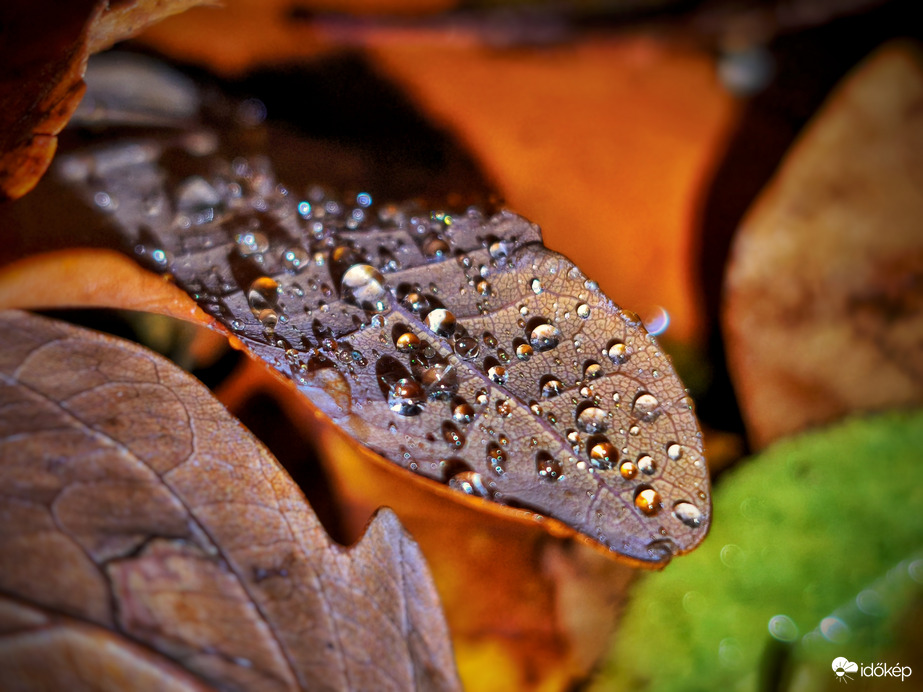 Szitáló eső esti tálalása