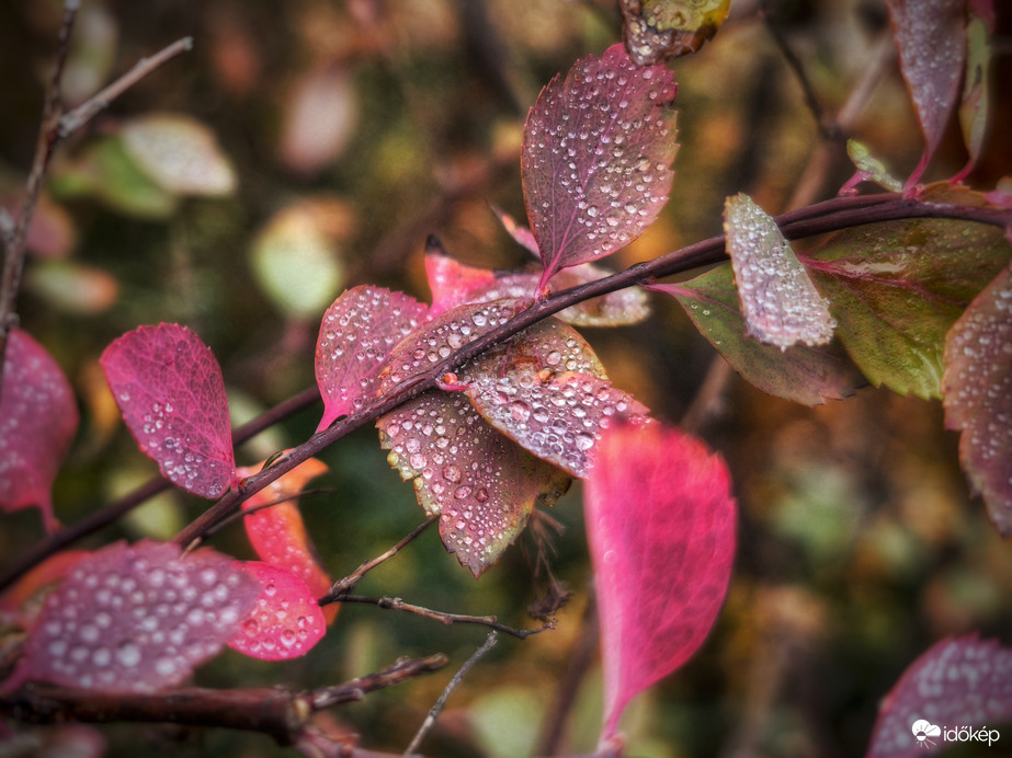 Színek a ködös szürkeségben