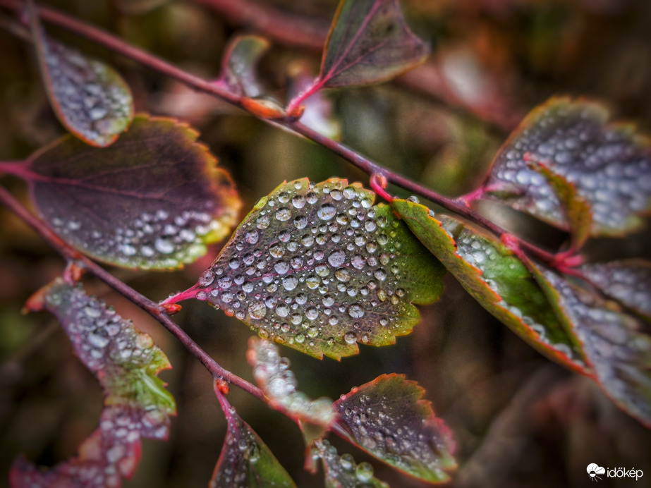 Gyöngyök novemberi szállója