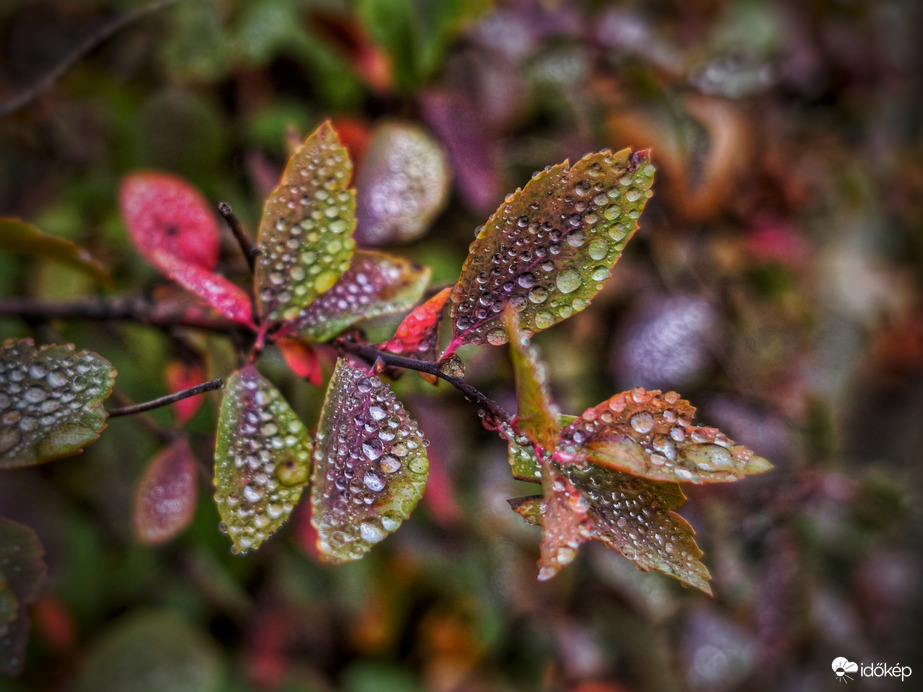 Őszi színek ékszerekkel való tálalása