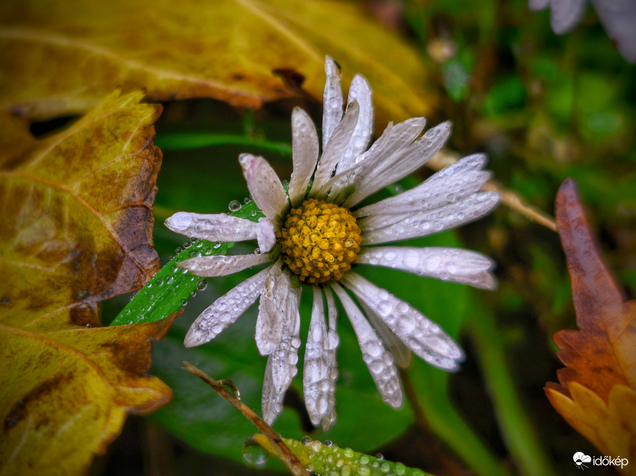 Kikandikálva az őszi levelek alól