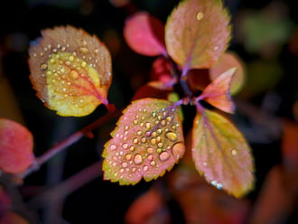 November éjjeli őszi háttérkép
