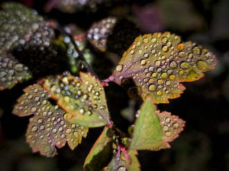 Őszi színek kavalkádja a szürke paplan alatt