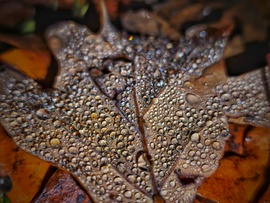 Szitáló eső varázsa egy őszi levelen