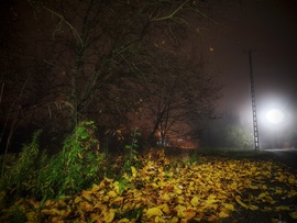 Levetette őszi ruháját november közepére ez a fa is