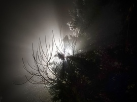 November éjjeli árnyak