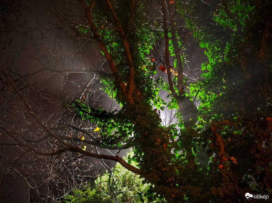 Borostyánnal futtatott diófa mögüli lámpafény