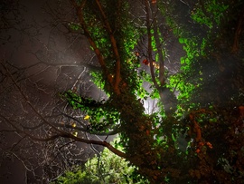 Borostyánnal futtatott diófa mögüli lámpafény