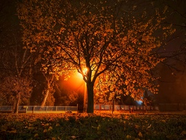 November éjjeli varázslat