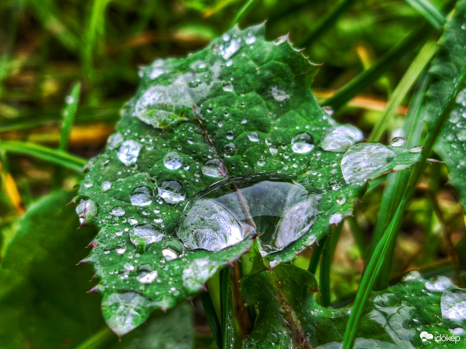 Gyűlik a novemberi arany