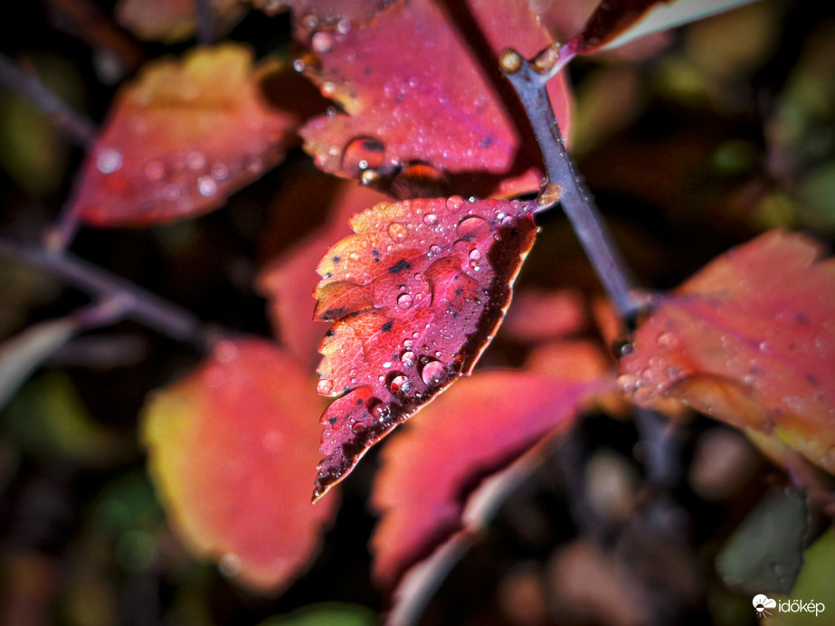 Az ősz múló színei adnak egy kis színt a decemberi borúba