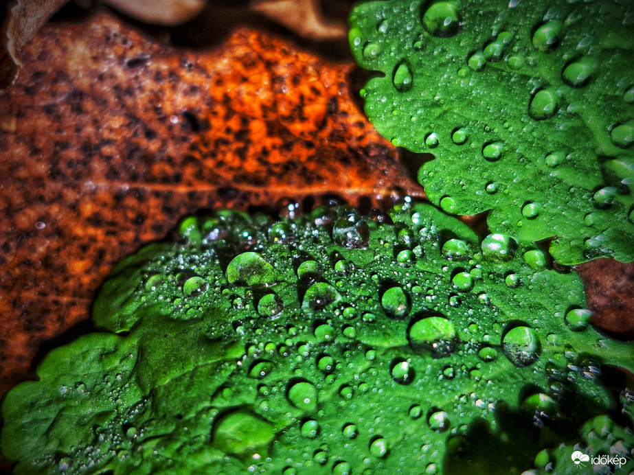 Zsenge zöld és őszi színek december eleji vetélkedése