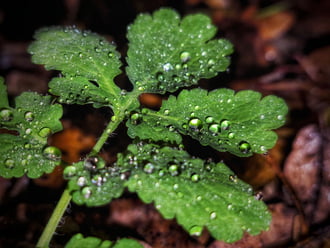Csapdába esettek esete