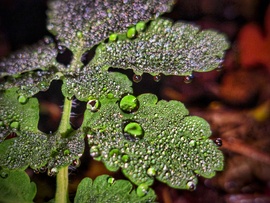 Gyöngyök világában elmerülve