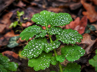 Ezüstös kincsek a borús időben
