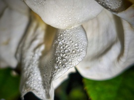 Fehér rózsa a decemberi szitálásban