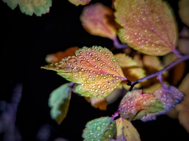 Gyöngyök advent negyedik vasárnapján