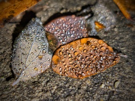 Szitálás decemberi tálalása