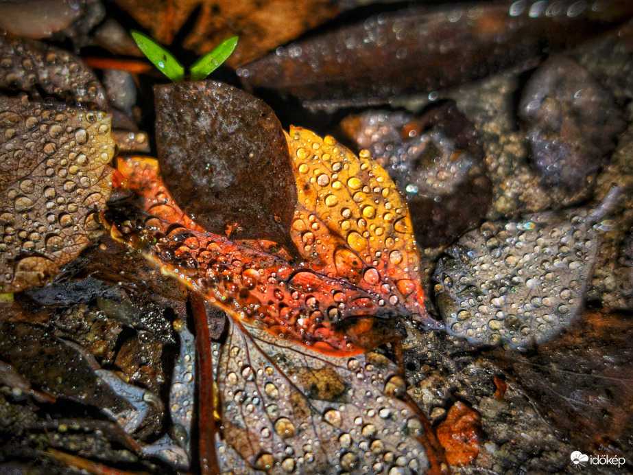 Gyöngyök decemberi tálalása őszi szemekkel