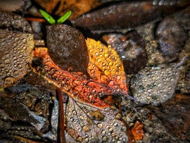 Gyöngyök decemberi tálalása őszi szemekkel