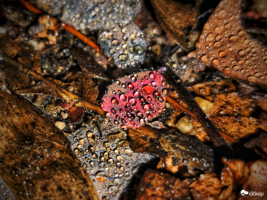 Őszi színpaletta advent negyedik vasárnapján