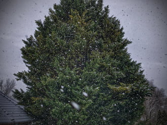 Örökzöld és a havazás ellenállhatatlan látványa