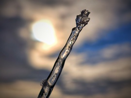 Még csak apró jégcsap volt, de már olvad is