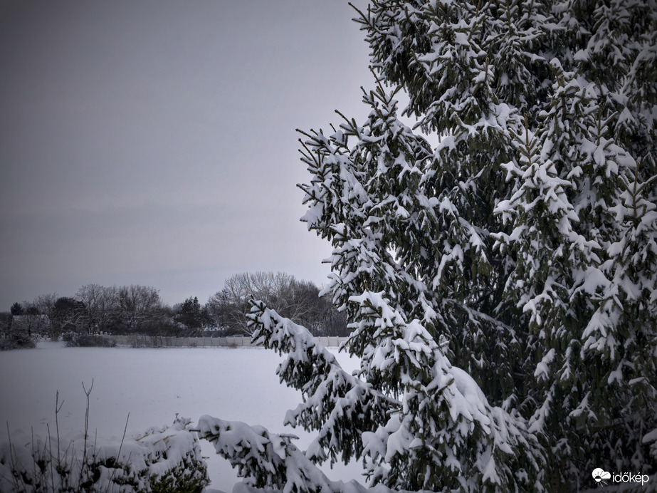 Fenyvesek régen látott szép gúnyában