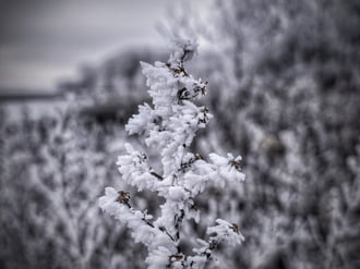 Zúzmarás műalkotás