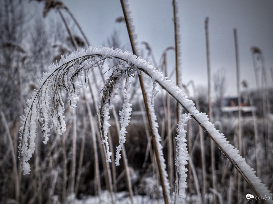 Zúzmarával sörényesítve