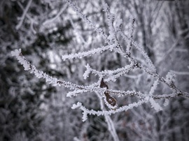 Gallyak januári díszítése