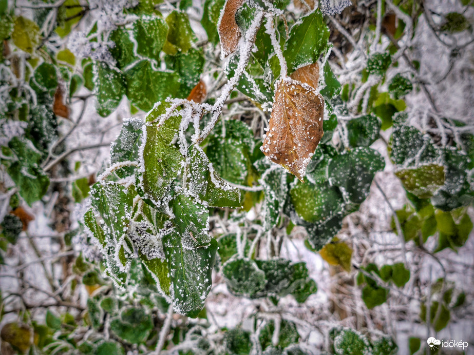Zúzmarás színkavalkád