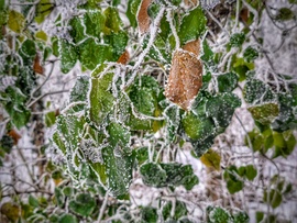 Zúzmarás színkavalkád