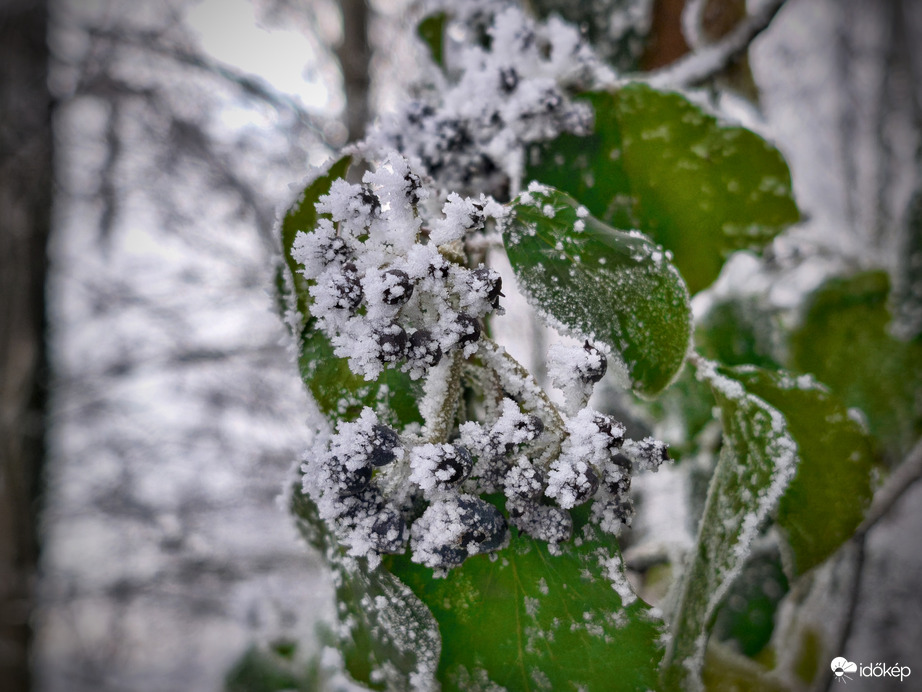 Bogyóbevonó zúzmara