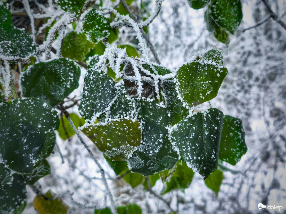 Zöld és fehér kompozíciója