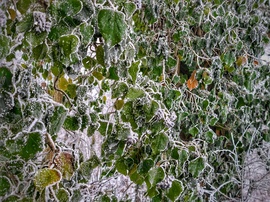 Zúzmarás háttérkép