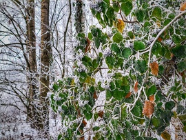 Részletgazdag fehérség